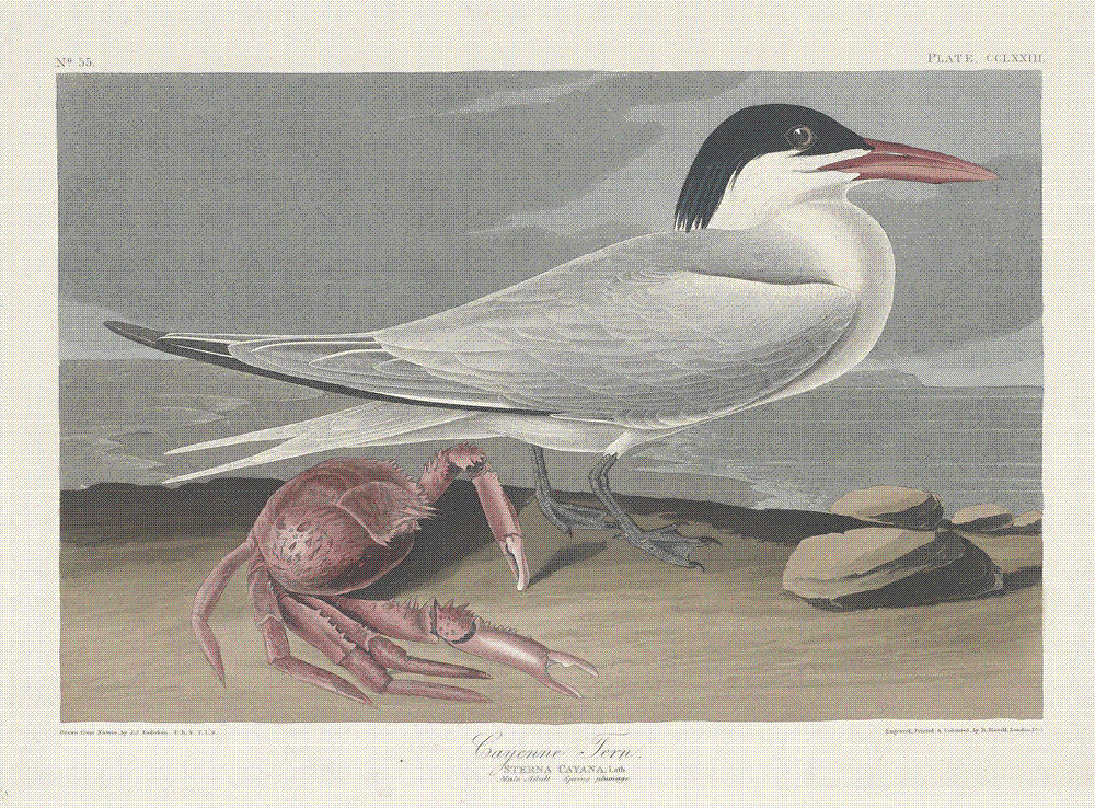 A hand-colored aquatint of a crested (Cayenne) tern standing on a sandy shore, with a black cap, white face and underparts, pale grey back and long forked tail, and a bright red bill; a pink land crab crouches beside it beneath a grey sea and cloudy sky.