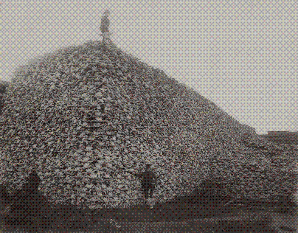 Photograph taken in 1892 of a man standing on a mountain of American bison skulls awaiting grinding for fertiliser at the Michigan Carbon Works, Rougeville, Michigan