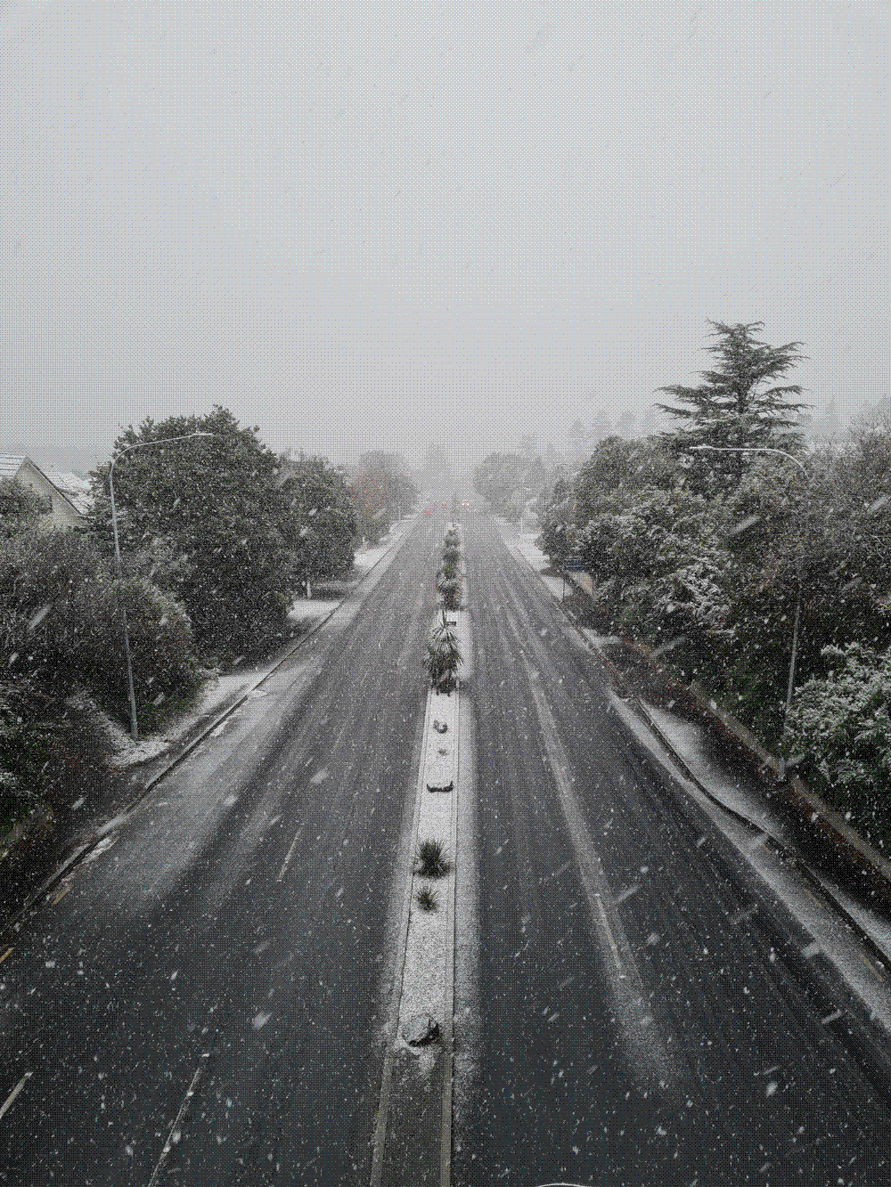 Snow falling on an empty divided road lined with dark trees and suburban houses in Dunedin, New Zealand.