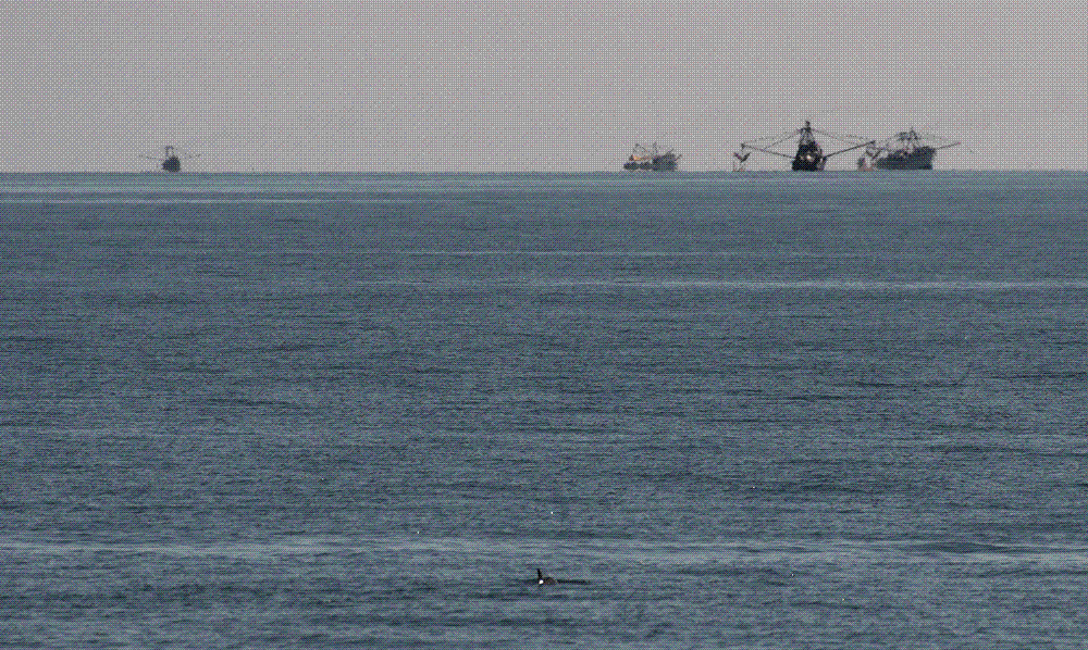 A vaquita, the world's most endangered marine mammal, surfacing in the northern Gulf of California.